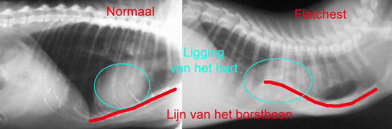 Een normale borstholte en een flatchest bij twee verschillende kittens